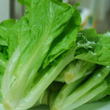 意大利生菜商超直供