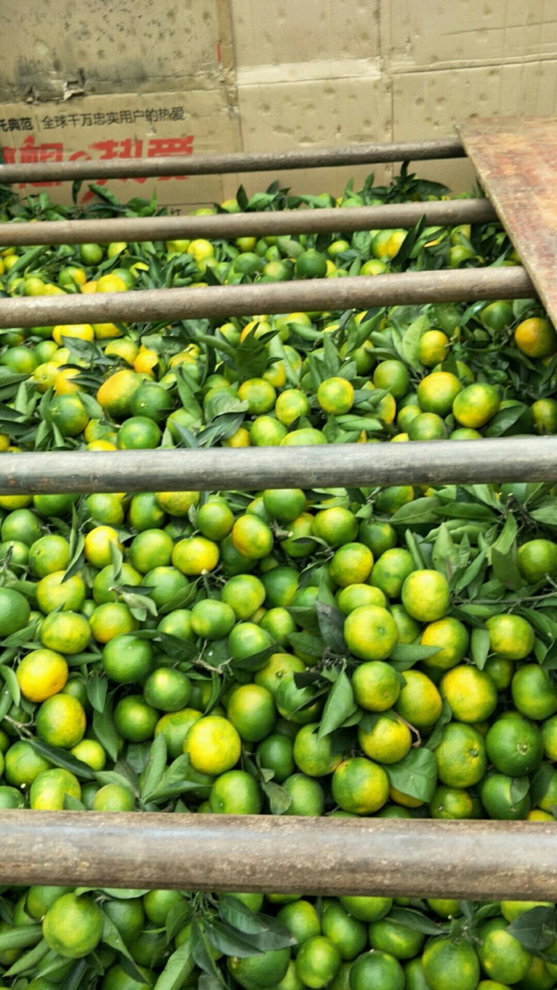 柑桔粑粑柑不知火土血橙