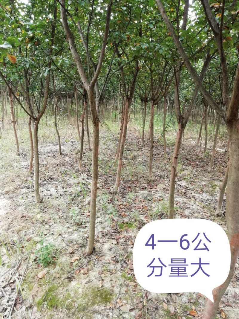 紫薇