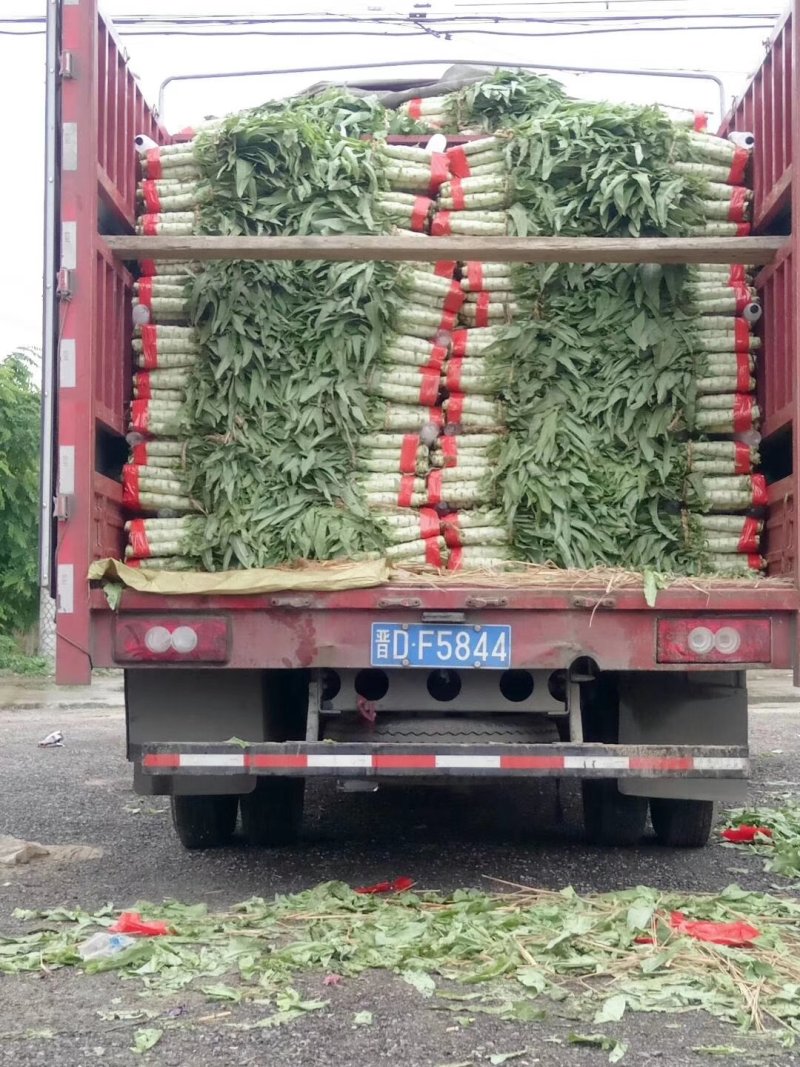 莴笋尖叶实心莴笋实力代办产地直供，质量杠杠的货源充