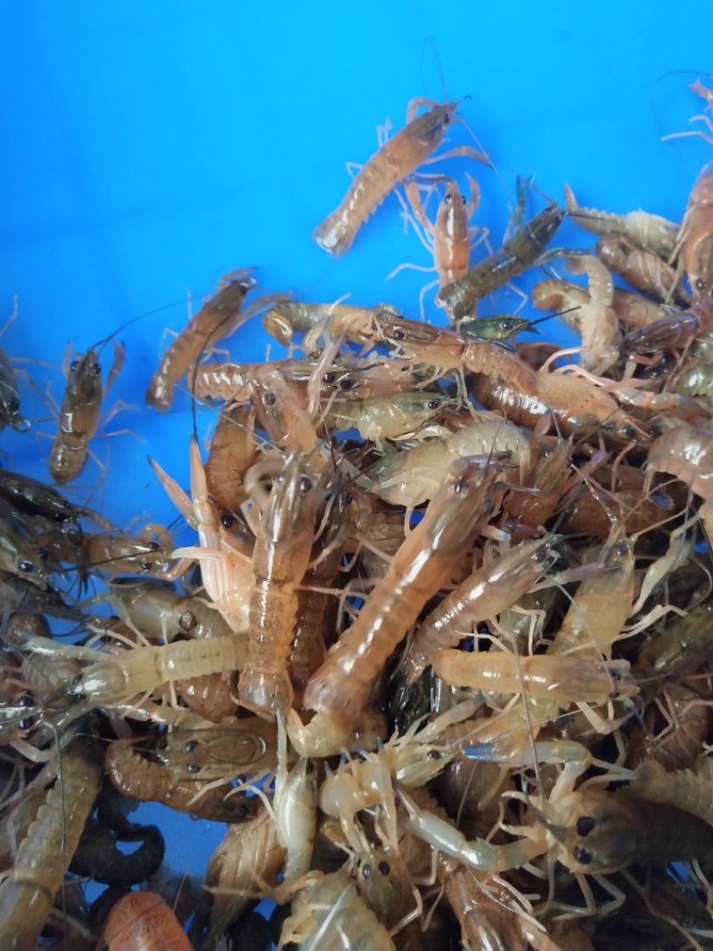 澳洲淡水龙虾苗批发澳龙虾苗进口苗技术指导养殖包回收