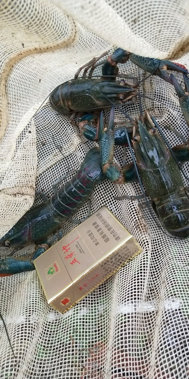 澳洲淡水龙虾苗批发澳龙虾苗进口苗技术指导养殖包回收