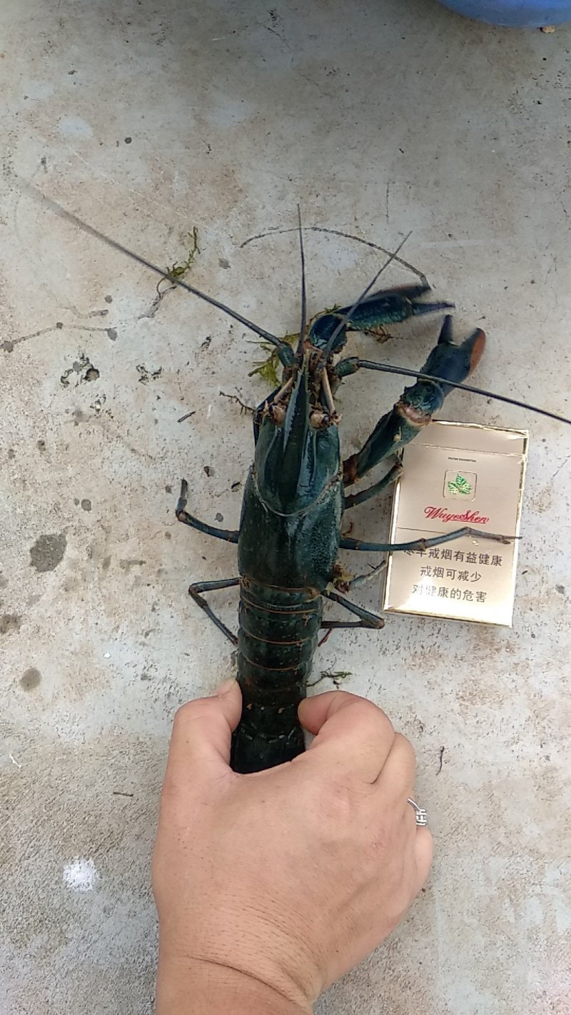 【澳洲龙虾苗】，大龙虾苗，淡水进口澳洲龙虾种，货量充足