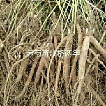 赤芍苗