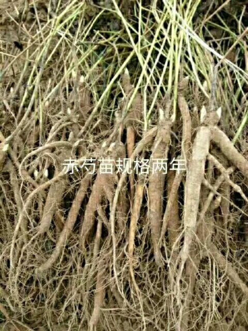 赤芍苗