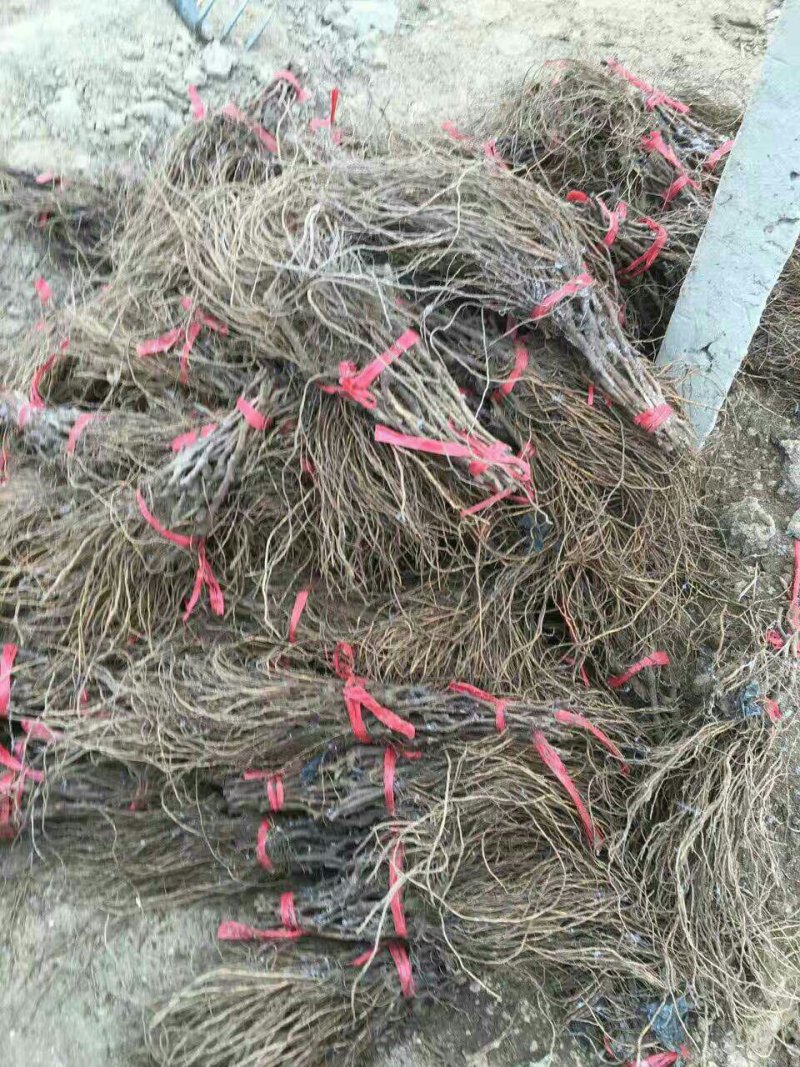 甜蜜蓝宝石葡萄苗50~80cm1年基地直供保证纯度保