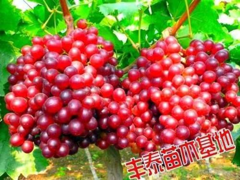 葡萄苗葡萄苗批发葡萄苗价格，购买葡萄苗，葡萄苗种植