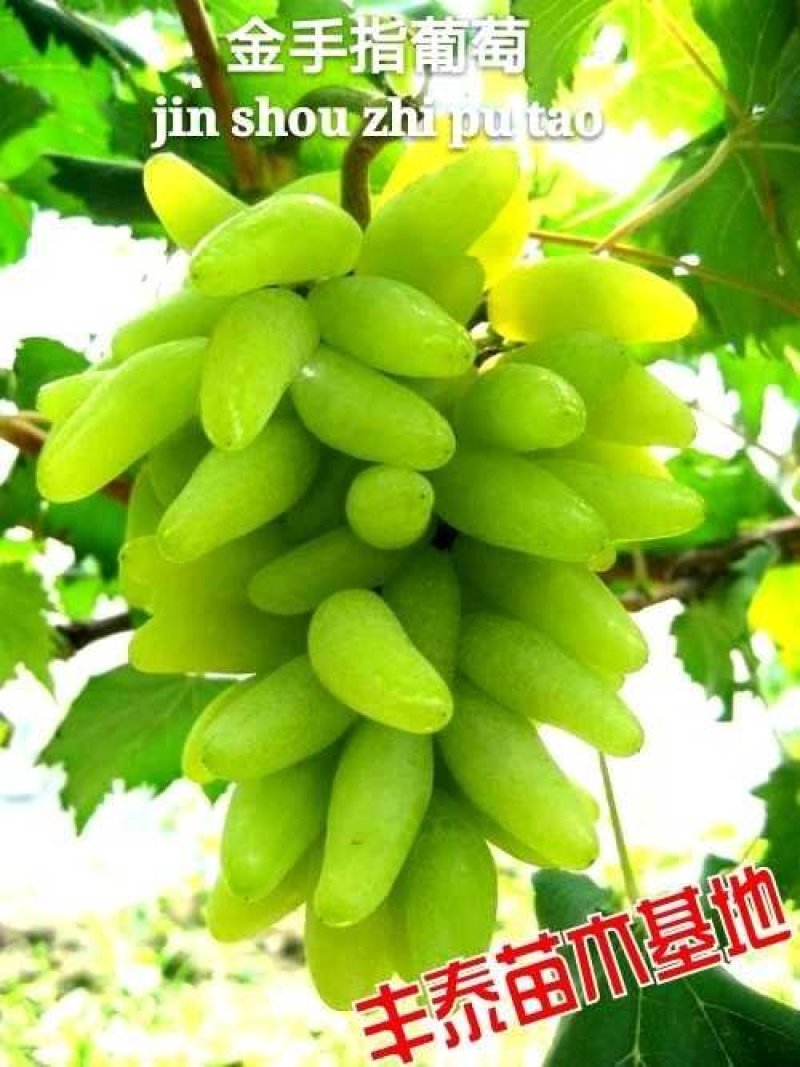 葡萄苗葡萄苗批发葡萄苗价格，购买葡萄苗，葡萄苗种植