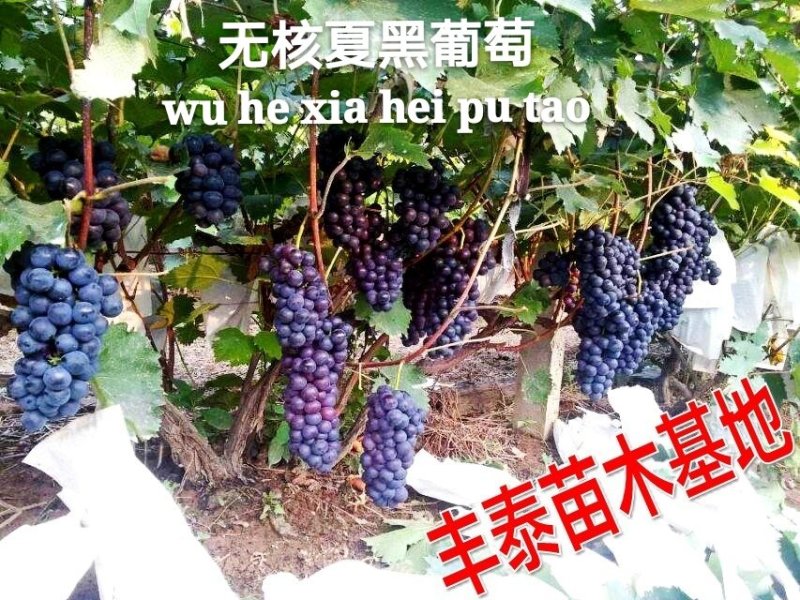 葡萄苗葡萄苗批发葡萄苗价格，购买葡萄苗，葡萄苗种植