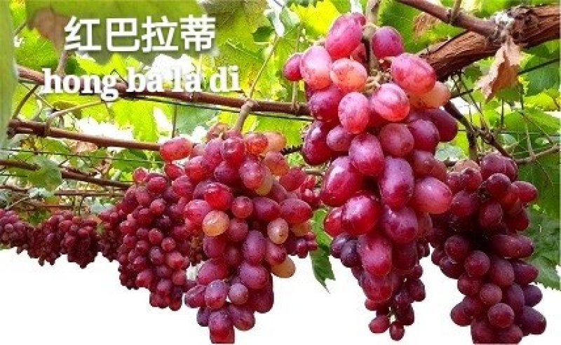 葡萄苗葡萄苗批发葡萄苗价格，购买葡萄苗，葡萄苗种植