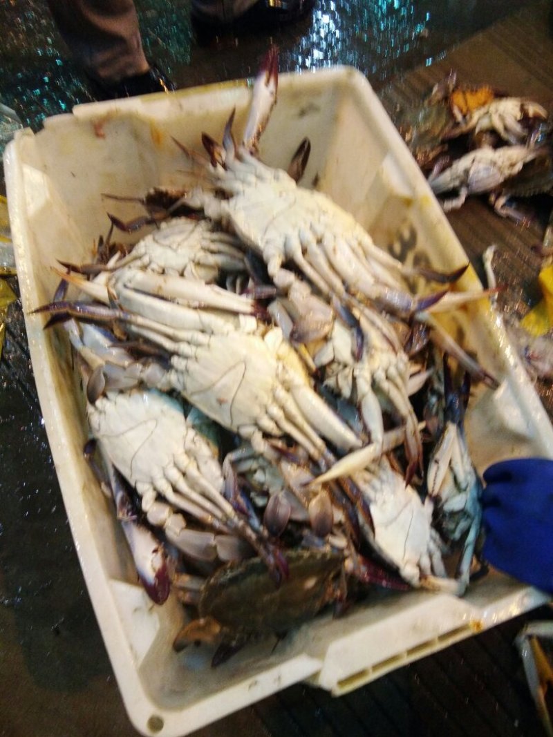 小梭子蟹(2~4两)活蟹统货，