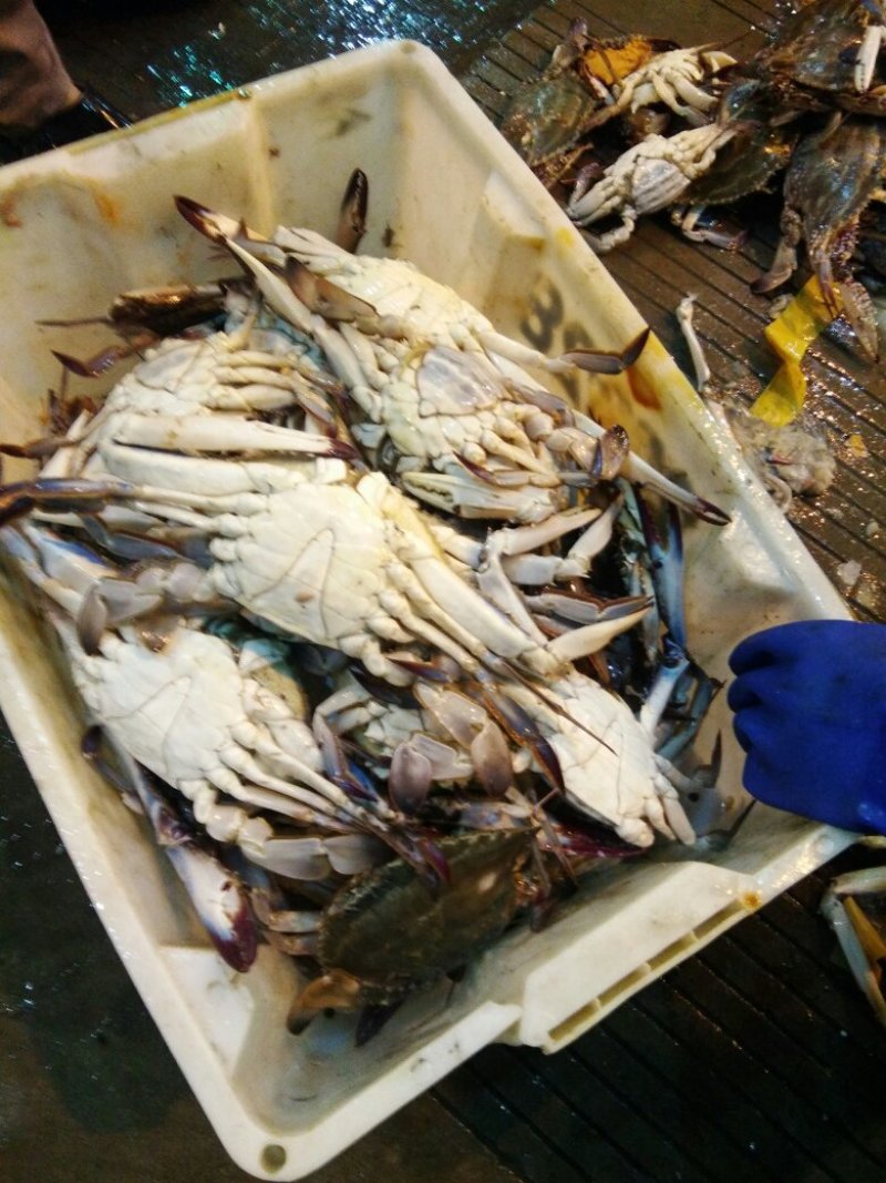 小梭子蟹(2~4两)活蟹统货，