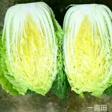 大白菜