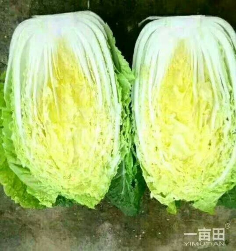 大白菜