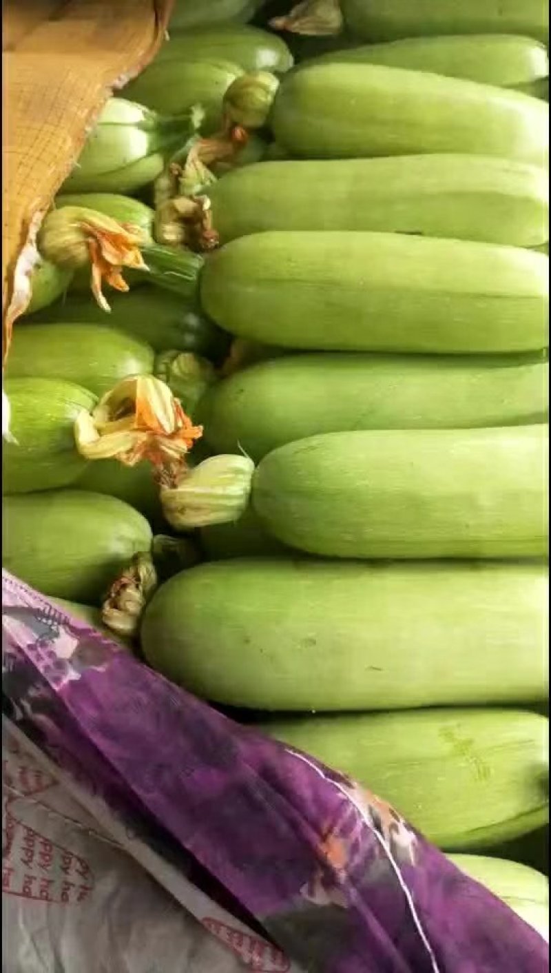 西葫芦一级货颜色鲜绿