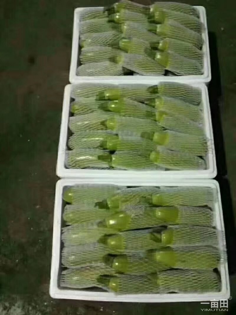 西葫芦一级货颜色鲜绿