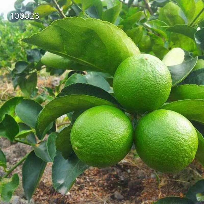 香青柠