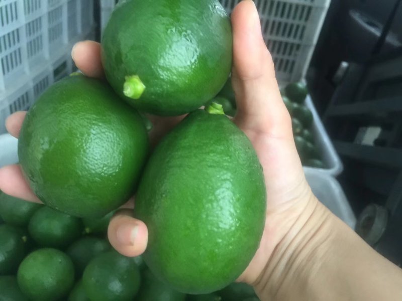 香青柠