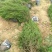 蜀桧批发高度1米至3米