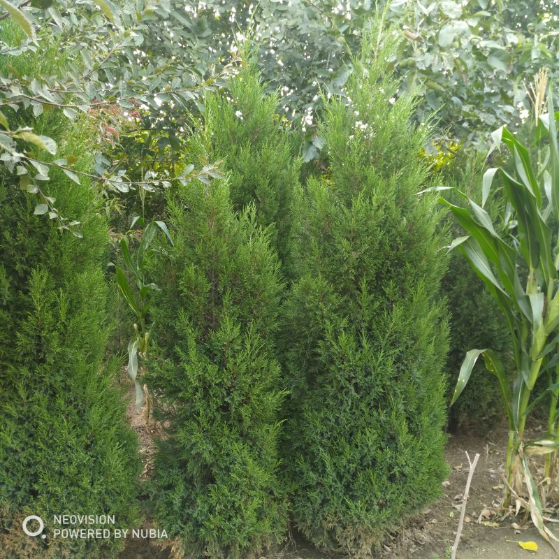 蜀桧批发高度1米至3米