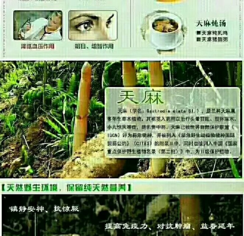 优质天麻片