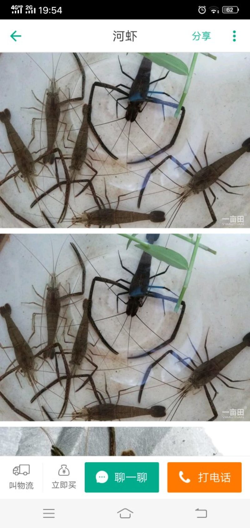 河虾规格整齐，