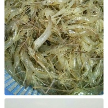 河虾规格整齐，