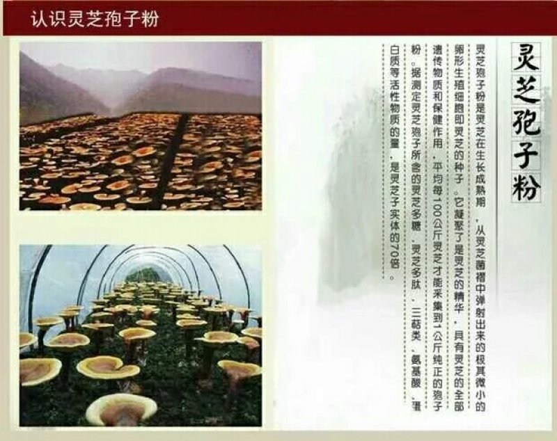 灵芝孢子粉