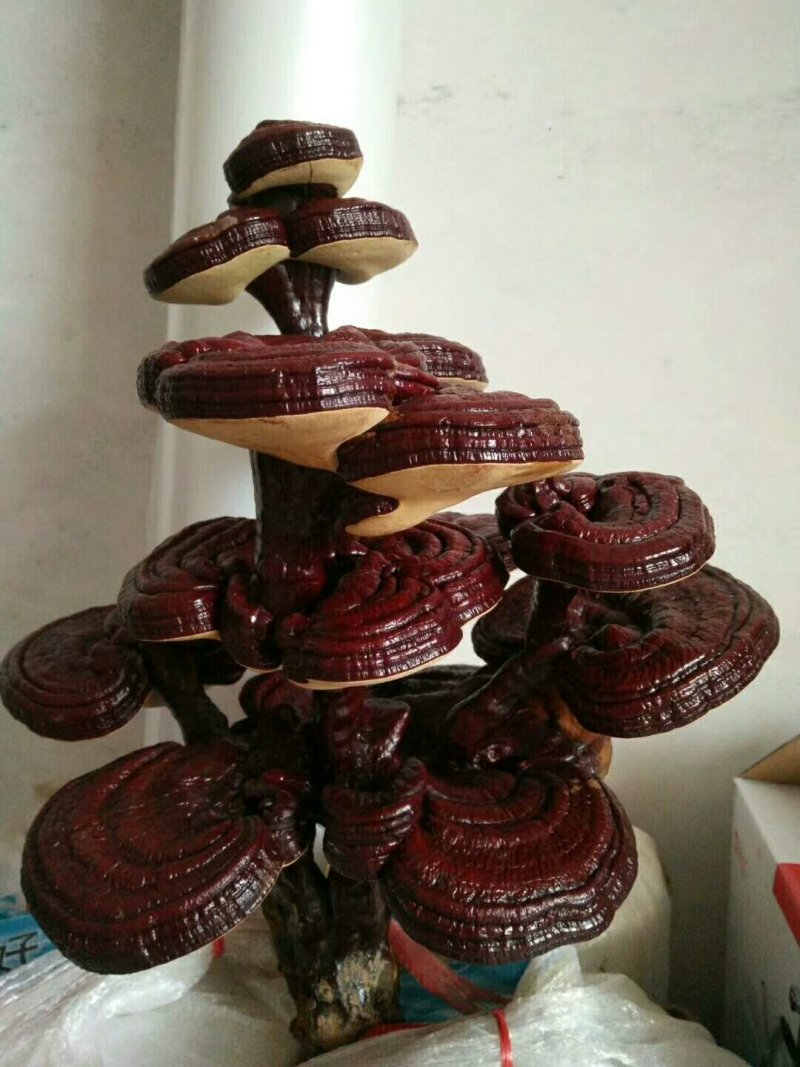灵芝孢子粉