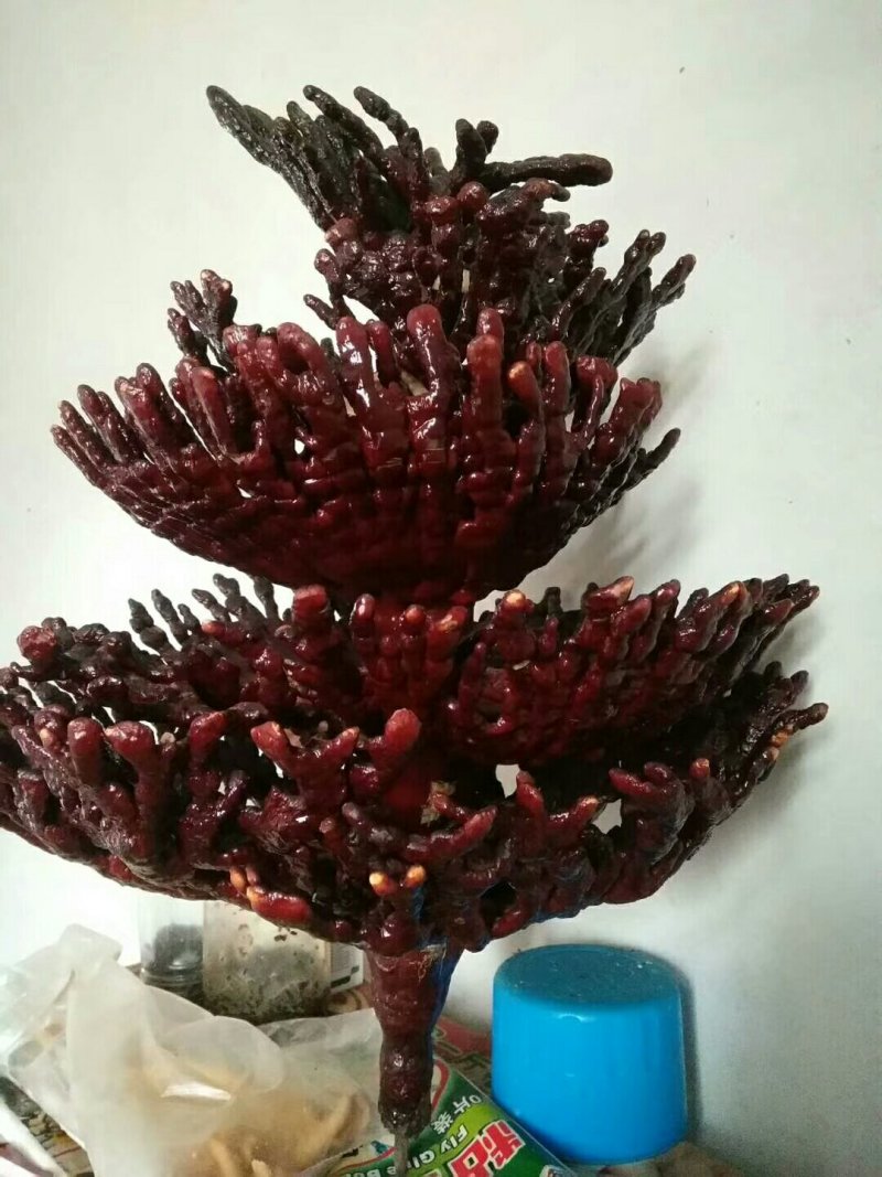 灵芝茶