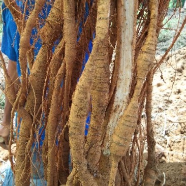 8年种植牛大力，需要的请下单，统货8元