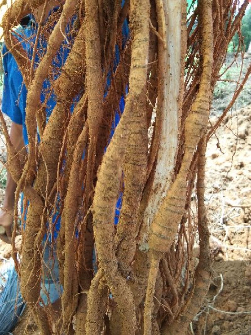8年种植牛大力，需要的请下单，统货8元
