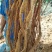 8年种植牛大力，需要的请下单，统货8元