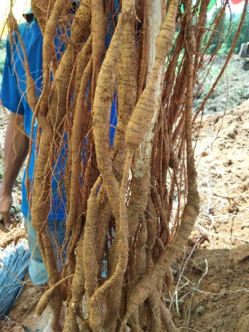 8年种植牛大力，需要的请下单，统货8元