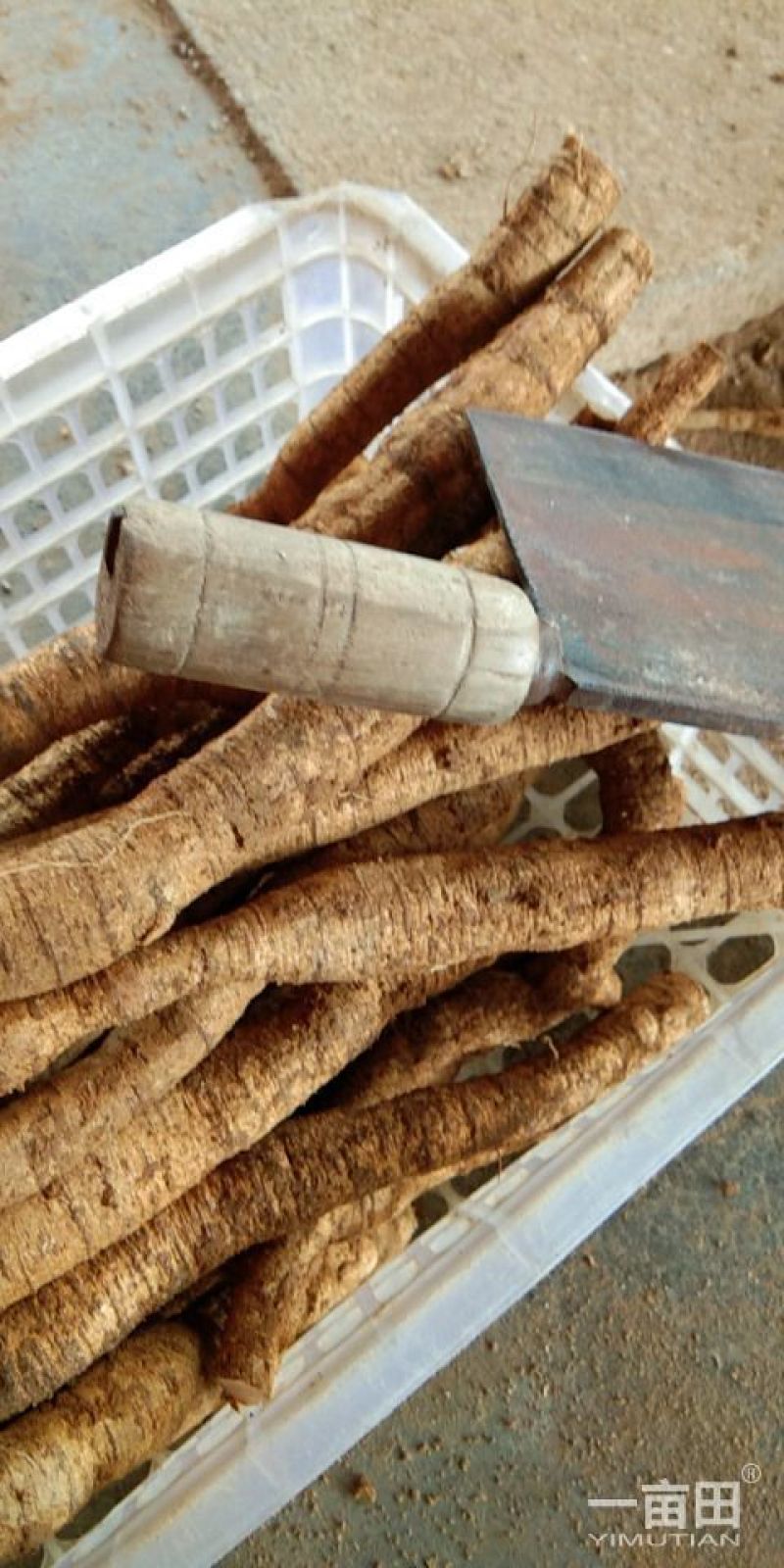 8年种植牛大力，需要的请下单，统货8元