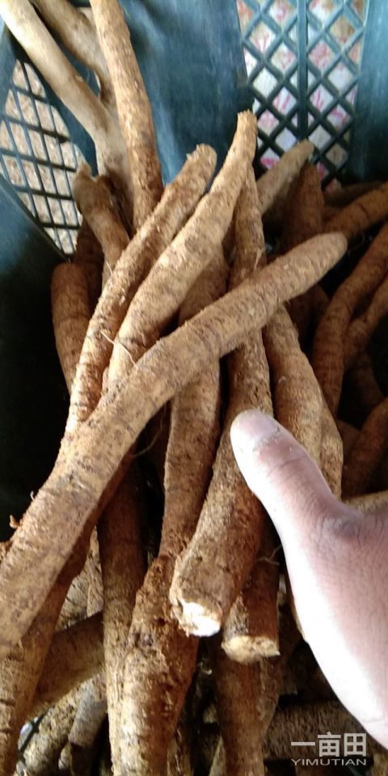 8年种植牛大力，需要的请下单，统货8元