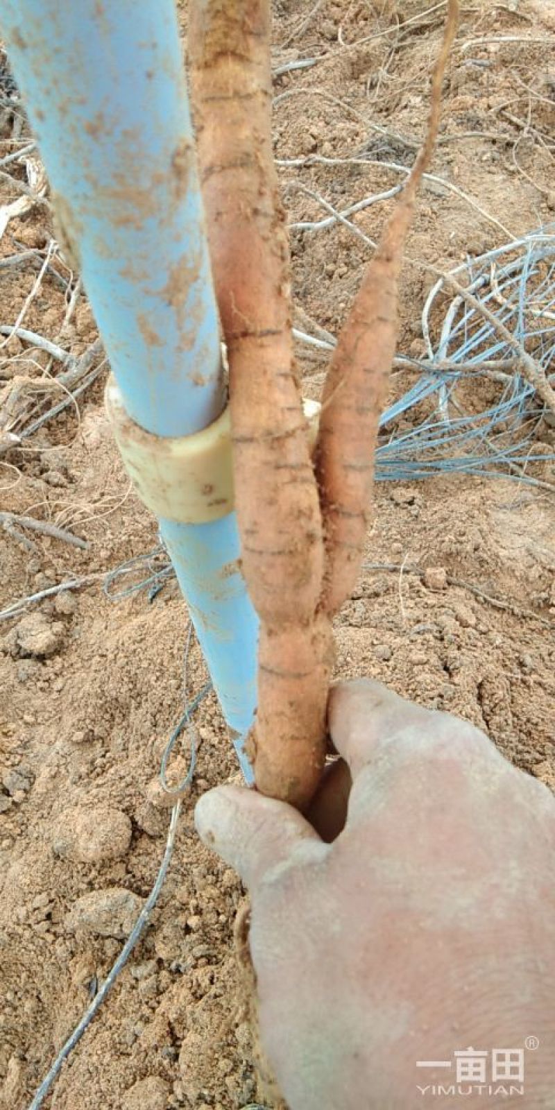 8年种植牛大力，需要的请下单，统货8元