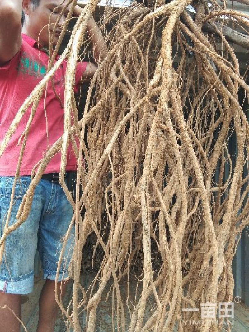 8年种植牛大力，需要的请下单，统货8元