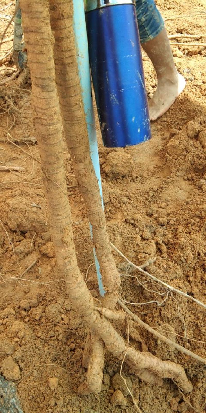 8年种植牛大力，需要的请下单，统货8元