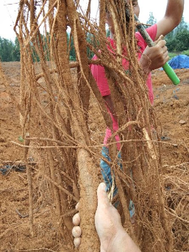 8年种植牛大力，需要的请下单，统货8元