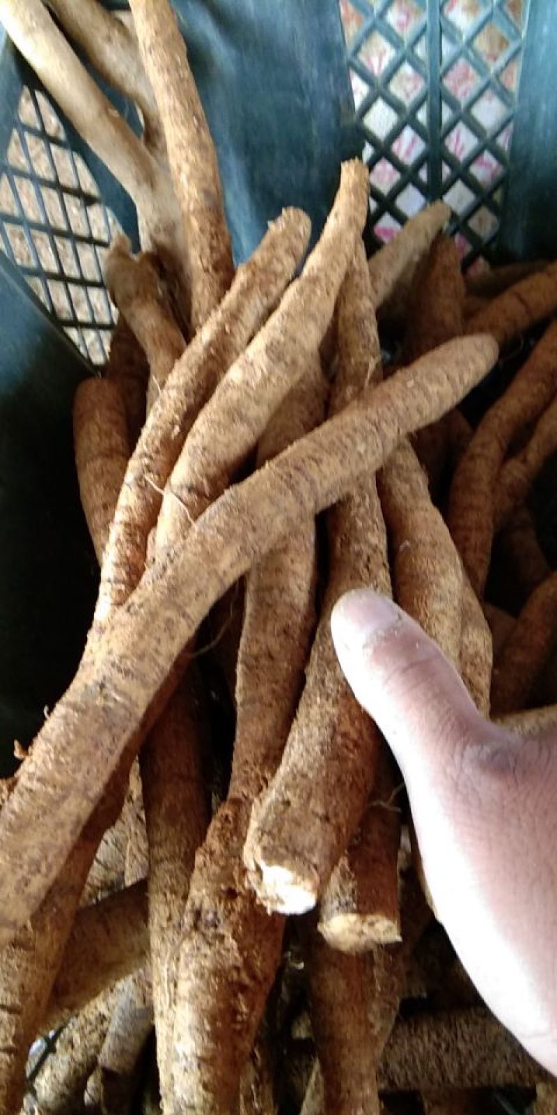 8年种植牛大力，需要的请下单，统货8元