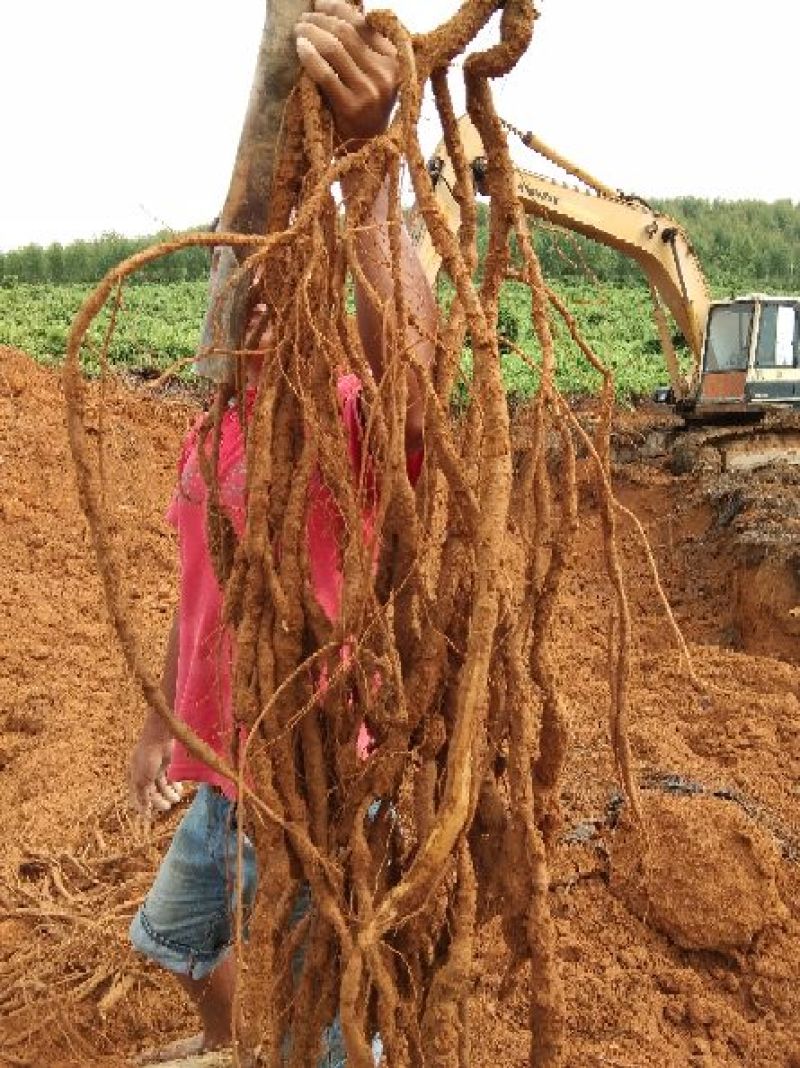 8年种植牛大力，需要的请下单，统货8元
