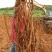 8年种植牛大力，需要的请下单，统货8元