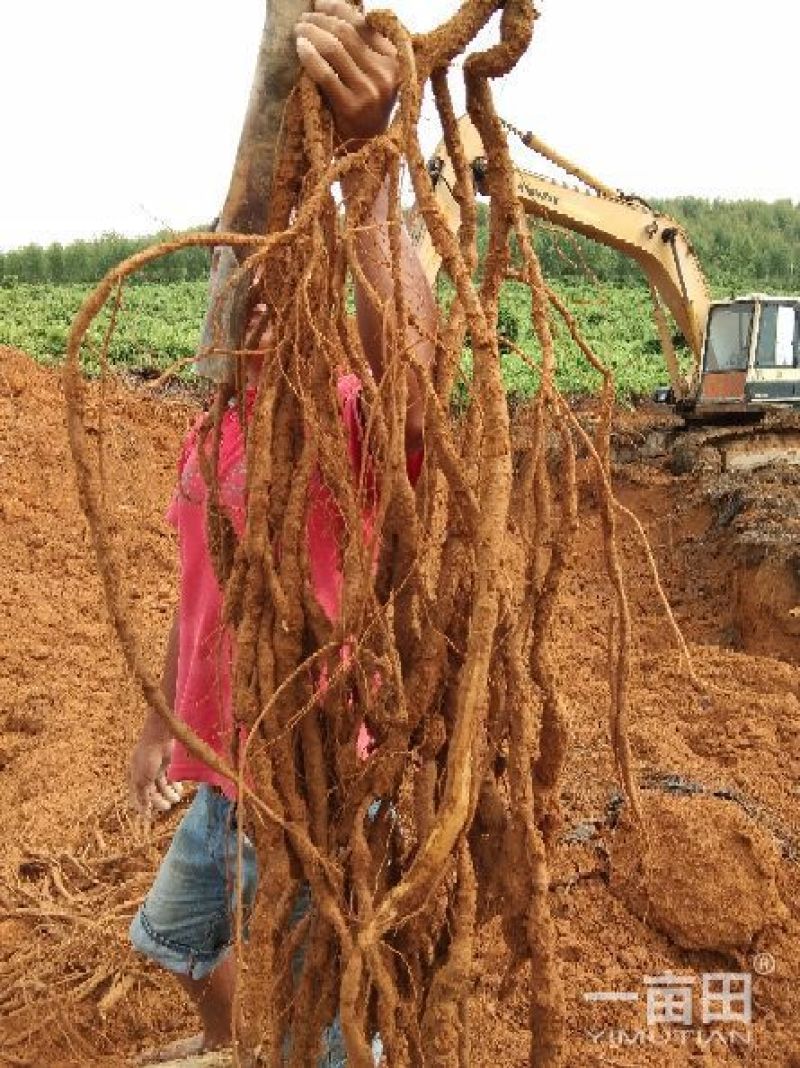8年种植牛大力，需要的请下单，统货8元