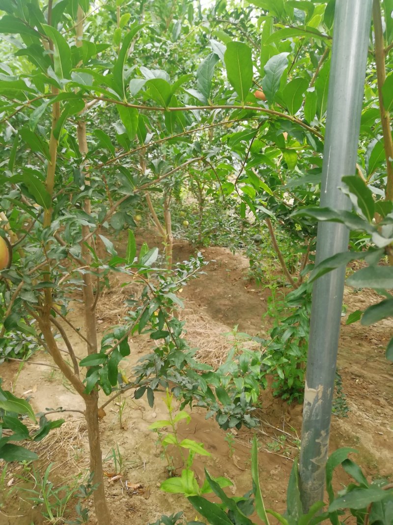 石榴树苗泰山红石榴苗突尼斯软籽石榴苗一年苗二年苗