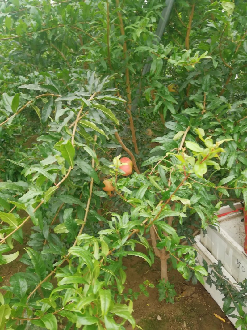 石榴树苗泰山红石榴苗突尼斯软籽石榴苗一年苗二年苗