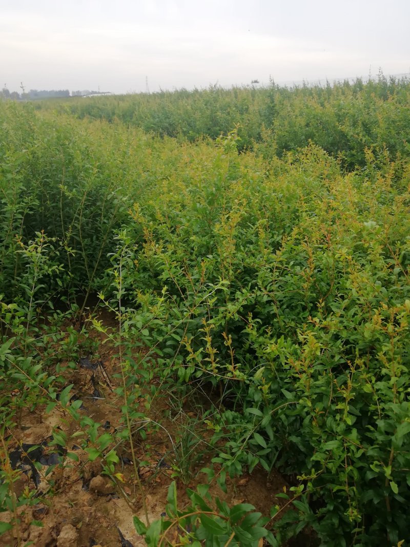 石榴树苗泰山红石榴苗突尼斯软籽石榴苗一年苗二年苗
