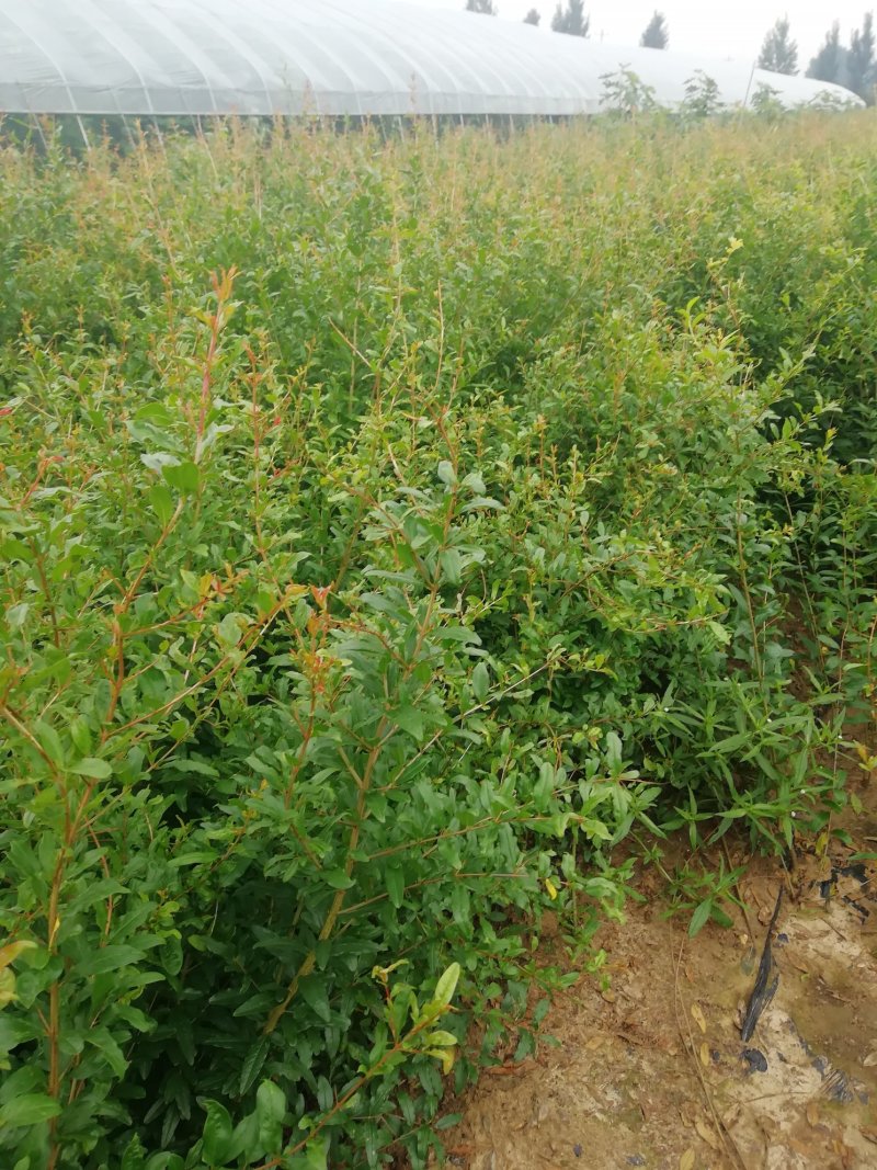 石榴树苗泰山红石榴苗突尼斯软籽石榴苗一年苗二年苗