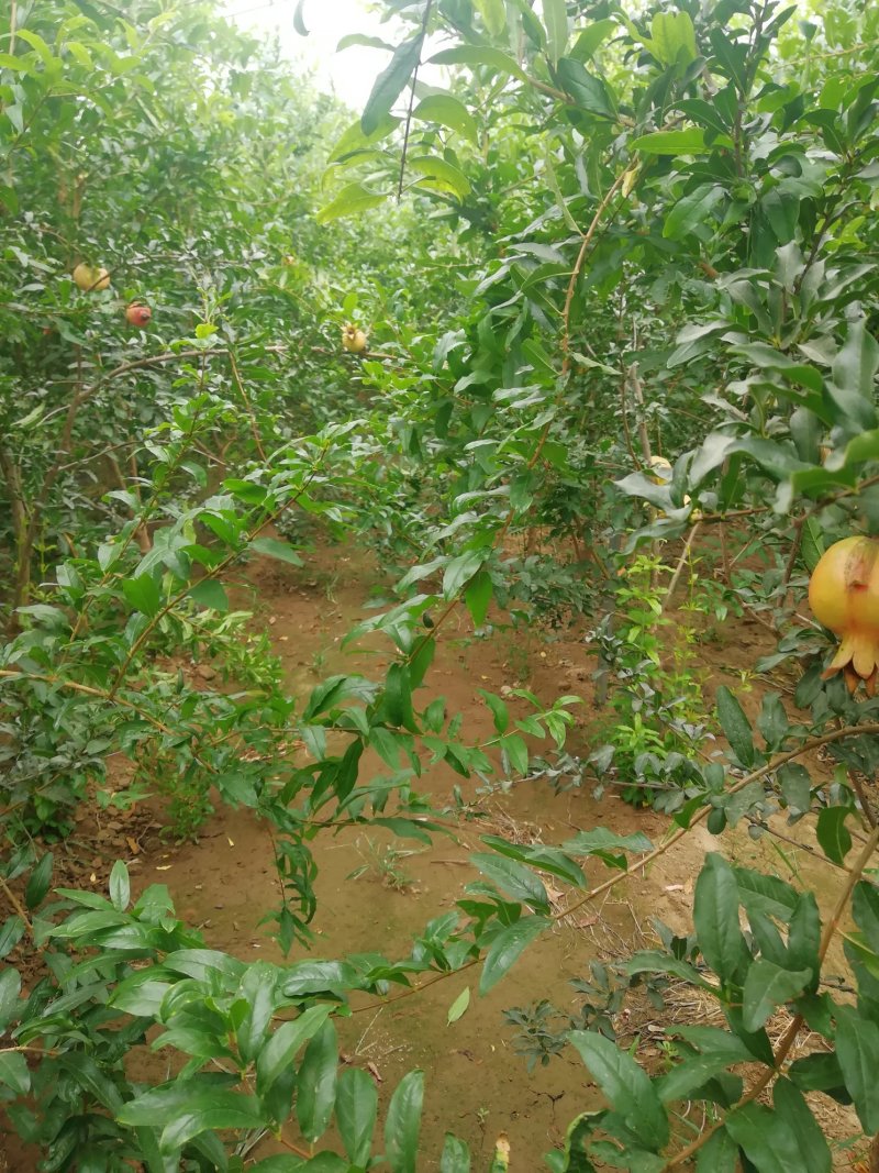 石榴树苗泰山红石榴苗突尼斯软籽石榴苗一年苗二年苗