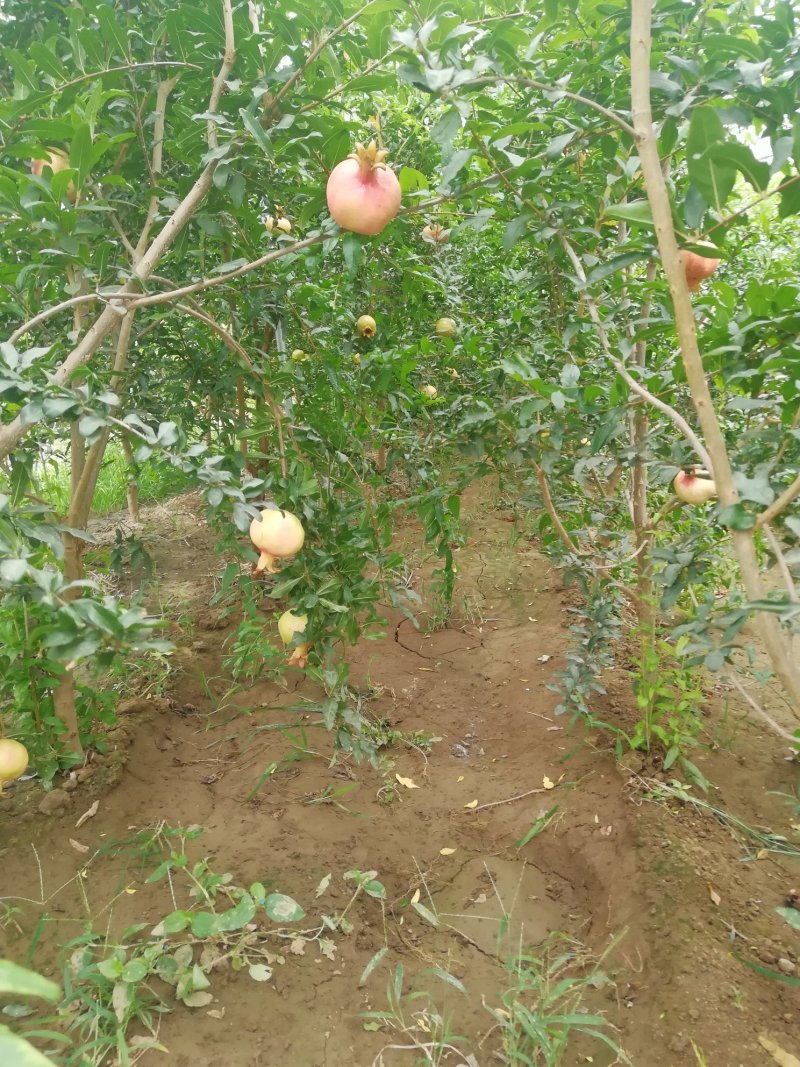 石榴树苗泰山红石榴苗突尼斯软籽石榴苗一年苗二年苗